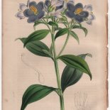 Louis van Houtte (1810-1876): Flore des Serres et des Jardins de l'Europe